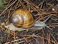 * Nomination Helix pomatia (Burgundy Snail, Roman Snail, Edible Snail) --Llez 10:30, 8 August 2010 (UTC) * Promotion  Support QI & Useful --Archaeodontosaurus 16:59, 8 August 2010 (UTC)