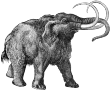 Mamut