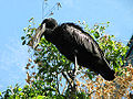 African Openbill Stork