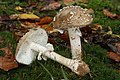 Amanita pantherina