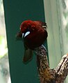 Silver Beaked Tanager