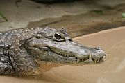 メガネカイマン (Caiman crocodilus)