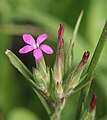 Gauruotasis gvazdikas (Dianthus armeria)