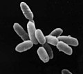 Halobacterium salinarum（古細菌）代表的な高度好塩菌。短桿菌