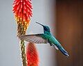 * Nomination Colibri Rutilante at Patrimonio Natural Paisajístico Serranías de Hampaturi, La Paz- Bolivia -- CLAUDIO LAURA DAZA 15:28, 20 September 2024 (UTC) * Promotion  Support Good quality. --Wee Hong 15:46, 23 September 2024 (UTC)