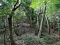 湧田山古墳群の湧田山1号墳