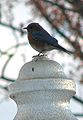 Eastern Bluebird Male