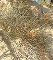 Ephedra distachya, Coniferopsida, Gnetales