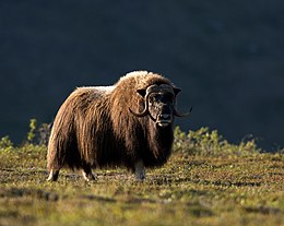 Avijautis (Ovibos moschatus)