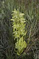 Ist das eine Habenaria occlusa oder praestans (erstere wäre endemisch für das Kitulo-Plateau und Mbeya-Range)?