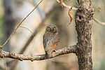 I Pench National Park, Madhya Pradesh, Indien.