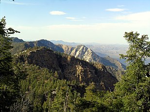 Tree (at right) in mixed forest, Sierra San Pedro Martir