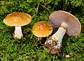 Cortinarius varius