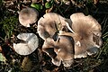 Tricholoma scalpturatum