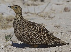 ♀ Pterocles namaqua