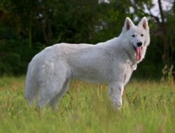 Berger Blanc Suisse