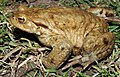 Bufo bufo - Männchen