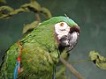 Chestnut-fronted Macaw