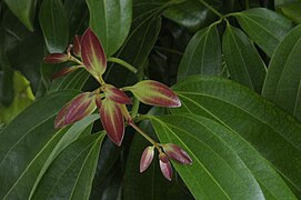 Daun kayu manih (Cinnamomum verum)