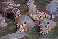 A pod of hippopotami in Luangwa River, Zambia