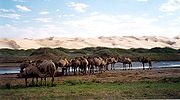 கோபி பாலையில் கோபி 'குர்வன்சைக்கான் தேசியக்காடு (Gobi Gurvansaikhan National Park), மங்கோலியா