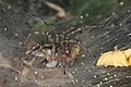 Agelena labyrinthica