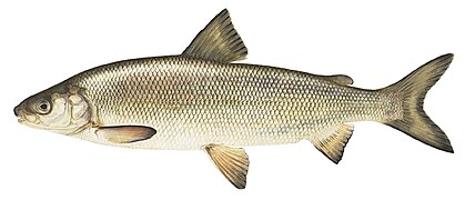 Coregonus clupeaformis