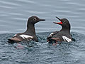 near Gull Island, Kachemak Bay, Alaska