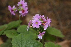 Primula jesoana