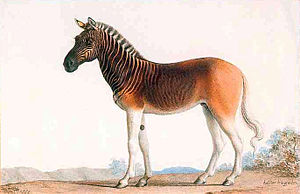 Aquarellbielde fon een Quagga