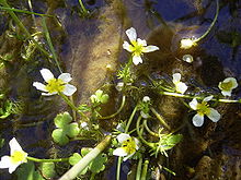 2012 Gewöhnlicher Wasserhahnenfuß