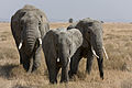 * Nomination One adult and two juvenile elephants in Serengeti. --Ikiwaner 18:12, 24 August 2010 (UTC) * Promotion Very good work! - Darius Baužys 19:12, 24 August 2010 (UTC)