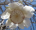 Adansonia digitata ফুল