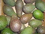 Aguacates o paltas, uno de los cultivos característicos de América Latina, y tradicional en México y Centroamérica.