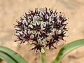 4 Allium rothii 1.jpg/2 uploaded by Gidip, nominated by Gidip