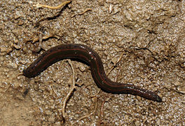 Hirudo medicinalis (Hirudinidae), une sangsue médicinale d'Europe