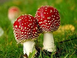 A Amanita muscaria comprende varias especies crípticas, como indican os datos xenéticos.[2]