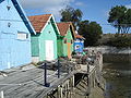 Oyster-farming