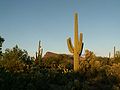 O cactus dîto saguâro