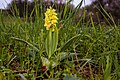 Orchis pallens !