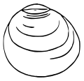 October 5: Drawing of the right valve external view of Pisidium moitessierianum