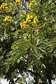 Senna_spectabilis