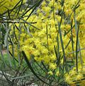 Thumbnail for File:Acacia cognata.jpg