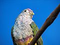 Beautiful Fruit Dove