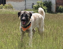 Kangal-welpen-de 003.jpg