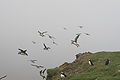 Mykines, Faroes