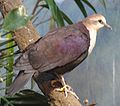 White Throated Ground Dove Male