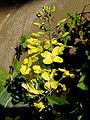 flowers, from Heligoland