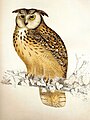 Bubo bengalensis