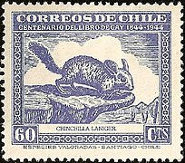 Chinchilla dibujada por Claudio Gay (1948).